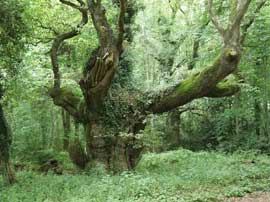 Ancient Oak